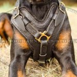 Bestseller! Harness for Doberman of Leather and Brass Hardware