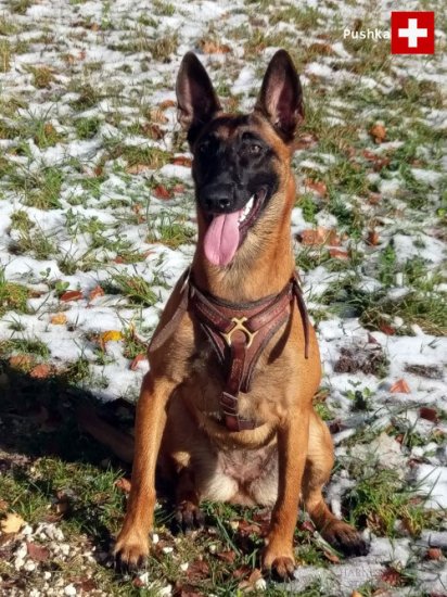 Leather Harness for Belgian Malinois Tracking and Walking