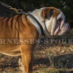 British Bulldog Obedience Training Rolled Leather Choke Collar