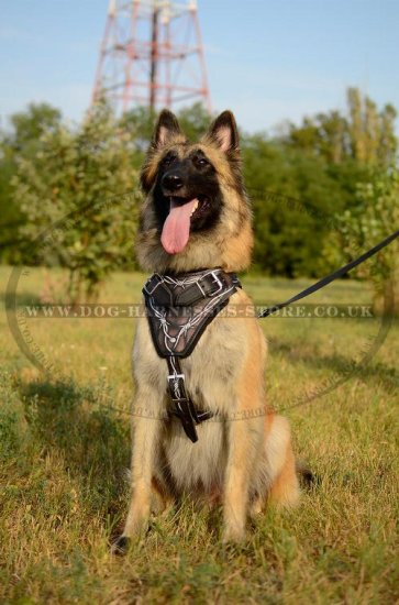 Tervuren Harness, Hand Painted Barbed Wire Pattern on Leather - Click Image to Close