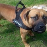 Mastiff Dog Harness of Nylon for All-Weather Multifunctional Use