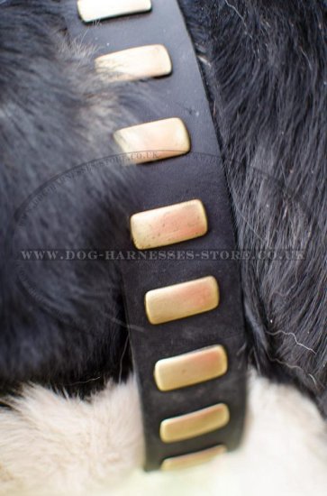 Trendy Dog Collar for Swiss Mountain Dog, Genuine Leather