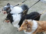 Leather Dog Leash with Solid Brass Snap Hook, Leather Lead_1