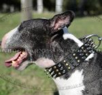 Fashion Leather Dog Collar for Bull Terrier, Spiked and Studded