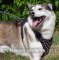 Spiked Dog Harness for West Siberian Laika, Padded