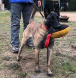 Dog Bite Tug Large Colorful Rugby Ball with Handle for Training_1