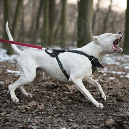 Argentinian Mastiff Harness of Natural Leather, Extremely Strong