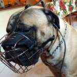 Dog Muzzle for Bullmastiff Safe Walking and Training