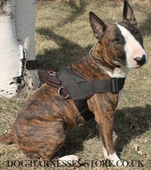 Bull Terrier Harness for Tracking and Pulling of Strong Nylon - Click Image to Close