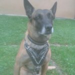 Malinois Harness with Barbed Wire Painting on