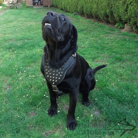 Spiked Leather Harness for Cane Corso for Walking UK