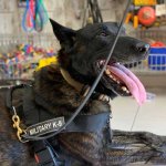 Dog Harness Sport and Training Made of Nylon, Bestseller in UK!_9
