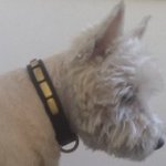 West Highland Terrier Collar of Narrow Leather with Brass Plates