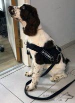 Dog Harness of Super Strong Nylon for Easy Walking and Training_5