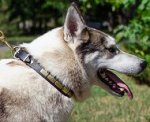 Leather Dog Collar in Necklace Style for West Siberian Laika