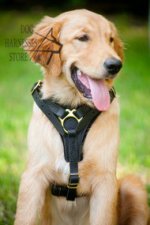 Bestseller! Labrador Harness UK of Leather for Walking Dogs
