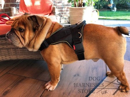 Bestseller! Old English Bulldog Harness UK Nylon Multifunctional