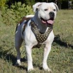 Walking Harness for American Bulldog with Brass Studded Chest