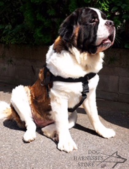 Saint Bernard Dog Harness of Nylon with ID Patches, Bestseller!