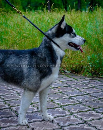 Best Training Collar for Husky Behavioral Issues Correction