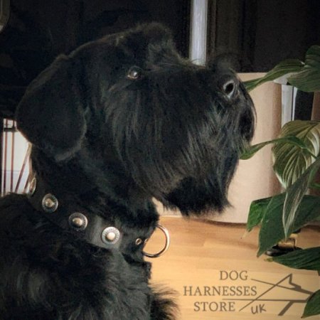 Designer Dog Collar with Silver Conchos, Wide Nylon Strap