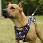 Leather Dog Harness for Pitbull with Hand Painted USA Flag