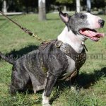 Soft Leather Dog Harness with Studded Chest for Bull Terrier_0