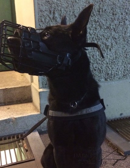 Training and Walking Dog Muzzle Covered with Black Rubber