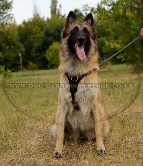 Tervuren Harness for Tracking, Training and Walking, Leather