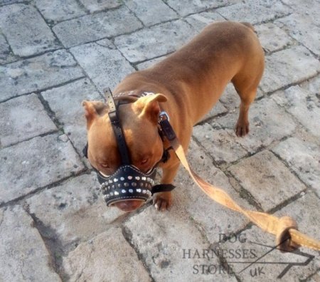 Leather Dog Muzzle UK with Studs and Pyramids, Nappa Padded