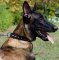 Spiked Leather Dog Collar for Belgian Malinois Style
