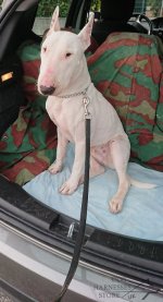 Bestseller! Dog Choke Chain Herm Sprenger Inox Steel_1