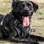 Bandogge Mastiff Harness for Professional Training and Working