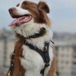 Australian Shepherd Dog Harness for Tracking, Training and Walks