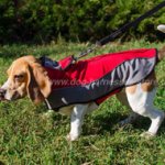 Dog Coat for Warming Beagle and Other Cute Breeds)!