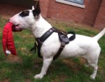 Bull Terrier Harness, Bestseller in UK for Training and Work