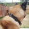 Akita Dog Collar of Royal Design for Walks in Style