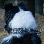 "Barbed Wire" Hand Painted Leather Dog Collar for Collie Style