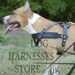 Dog Pulling Harness of Leather for Staffy Tracking and Training