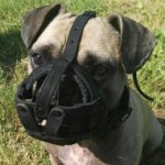 French Bulldog Dog Muzzle of Leather with Free Airflow