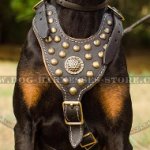 Doberman Leather Harness Nappa Padded with Brass Hardware