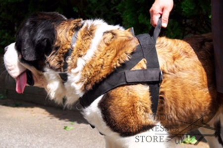 Saint Bernard Dog Harness of Nylon with ID Patches, Bestseller!