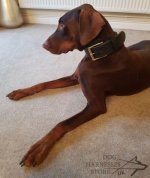 Leather Dog Collar for Agitation, Two-Ply, Wide and Extra Strong_2
