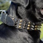 Labrador Dog Collar of Leather with Columns of Spikes and Studs