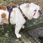 Handmade Leather Dog Harness for English Bulldog, Luxury Design_1