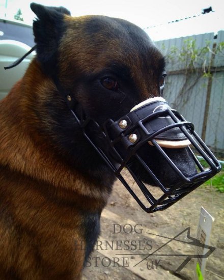 Muzzle for Belgian Malinois, Rubberized Wire for Winter Walks