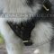 Siberian Husky Puppy Harness of Leather with Studs for Walking