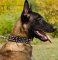 Spiked Dog Collar for Belgian Malinois of Quality Leather