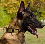 Handmade Leather Dog Collar New Style for Belgian Malinois