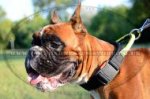 Nylon Dog Collar for Boxer Training and Control, Buckle & Handle